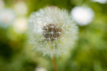 Close up dandelion in summer 