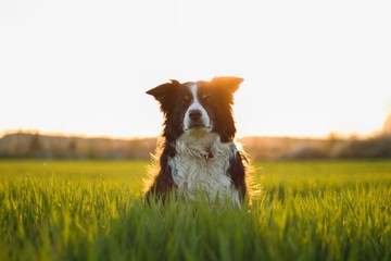 black and white border collie in green meadow with grass at spring sunset - obrazy, fototapety, plakaty