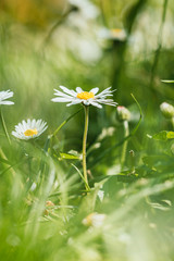 Close up daisy in summer 