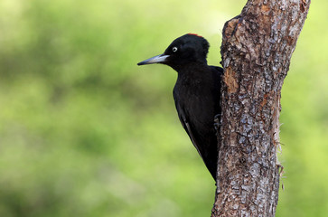 Female of Black woodpecker, Dryocopus martius