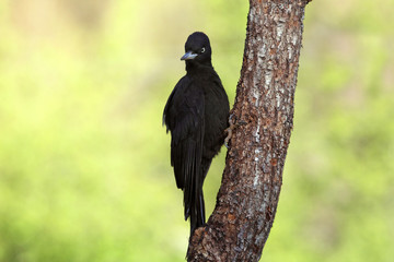 Female of Black woodpecker, Dryocopus martius