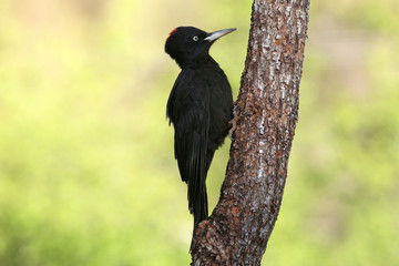 Female of Black woodpecker, Dryocopus martius