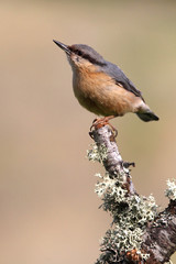 Eurasian nuthatch, Sitta europaea