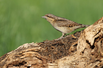 Eurasian wryneck, Jynx torquilla
