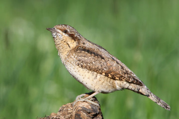 Eurasian wryneck, Jynx torquilla