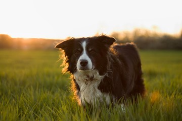 black and white border collie in green meadow with grass at spring sunset