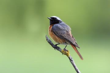 Male of Common redstart, Phoenicurus phoenicurus