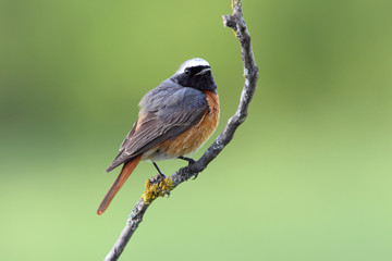 Male of Common redstart, Phoenicurus phoenicurus