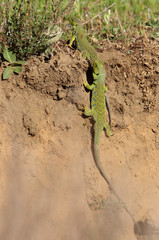 Ocellated lizard, Timon lepidus