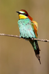 European Bee-eater, Merops apiaster