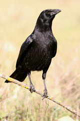 Carrion crow, Corvus corone