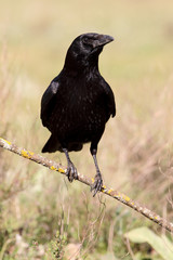 Carrion crow, Corvus corone