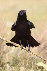 Carrion crow, Corvus corone