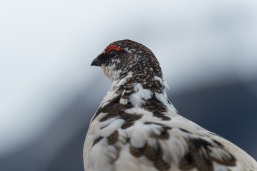 Fototapeta premium The rock ptarmigan (Lagopus muta) is a medium-sized gamebird in the grouse family