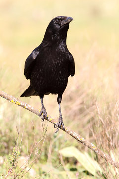 Carrion crow, Corvus corone