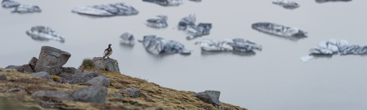 The rock ptarmigan (Lagopus muta) looking at glaciar landscape in Iceland