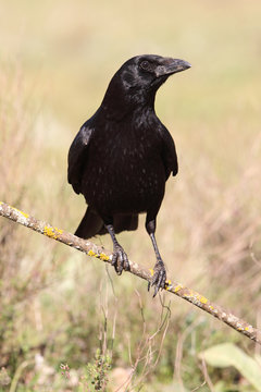 Carrion crow, Corvus corone