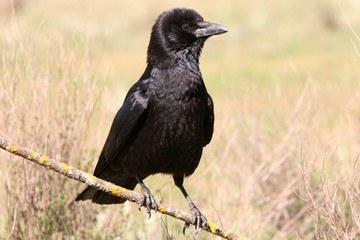 Carrion crow, Corvus corone