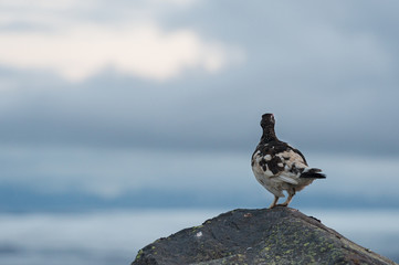 The rock ptarmigan (Lagopus muta) looking at glaciar landscape in Iceland