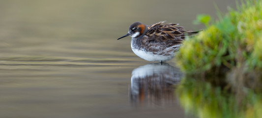 Fototapeta premium The red-necked phalarope (Phalaropus lobatus) in beautiful light in an Icelandic lake