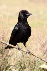 Carrion crow, Corvus corone