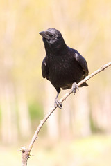 Carrion crow, Corvus corone