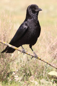 Carrion crow, Corvus corone