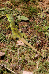 Fototapeta premium Ocellated lizard, Timon lepidus