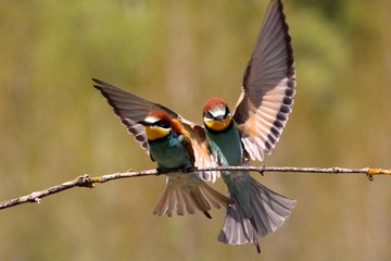 European Bee-eater, Merops apiaster