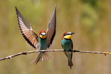 European Bee-eater, Merops apiaster