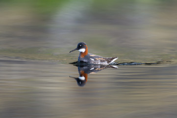 The red-necked phalarope (Phalaropus lobatus) in beautiful light in an Icelandic lake
