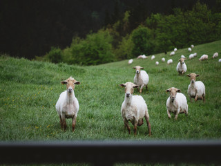 Grazing sheeps on a pasture