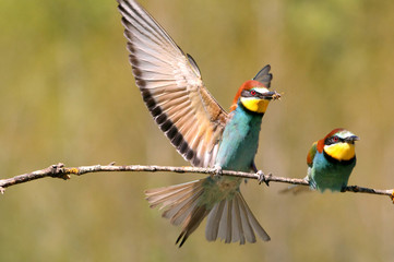 European Bee-eater, Merops apiaster