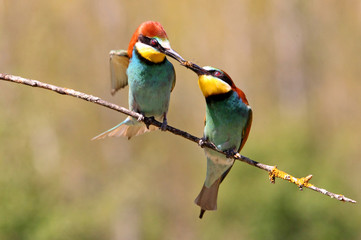 European Bee-eater, Merops apiaster