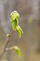 Obraz premium Fresh Growth Coming