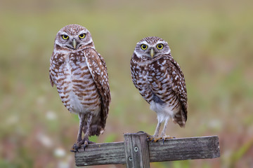 Couple of burrowing owls staring at camera, Florida