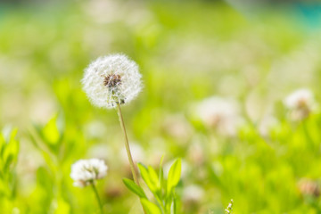 都会の公園に咲くたんぽぽ