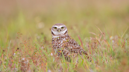 Burrowing owl in a green field looking at camera, Florida