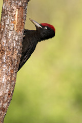 Male of Black woodpecker, Dryocopus martius