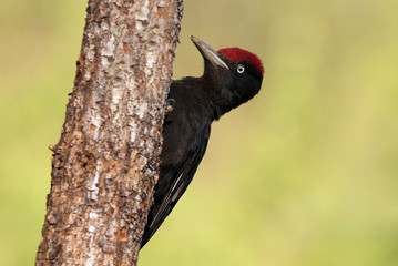 Male of Black woodpecker, Dryocopus martius