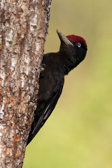 Male of Black woodpecker, Dryocopus martius