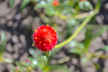 red flower