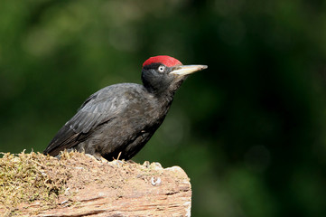 Male of Black woodpecker, Dryocopus martius