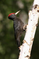 Male of Black woodpecker, Dryocopus martius
