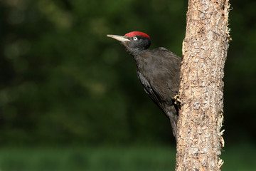 Male of Black woodpecker, Dryocopus martius