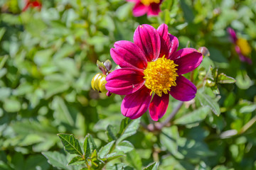 common zinnia