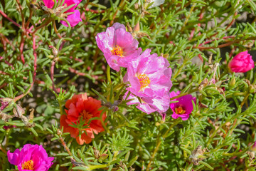 Fototapeta premium common peony