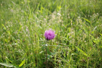 The purple flower that blooms in spring