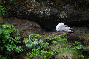 Nesting northern fulmar on a rock wall in Iceland