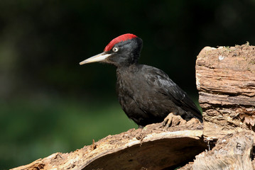 Male of Black woodpecker, Dryocopus martius